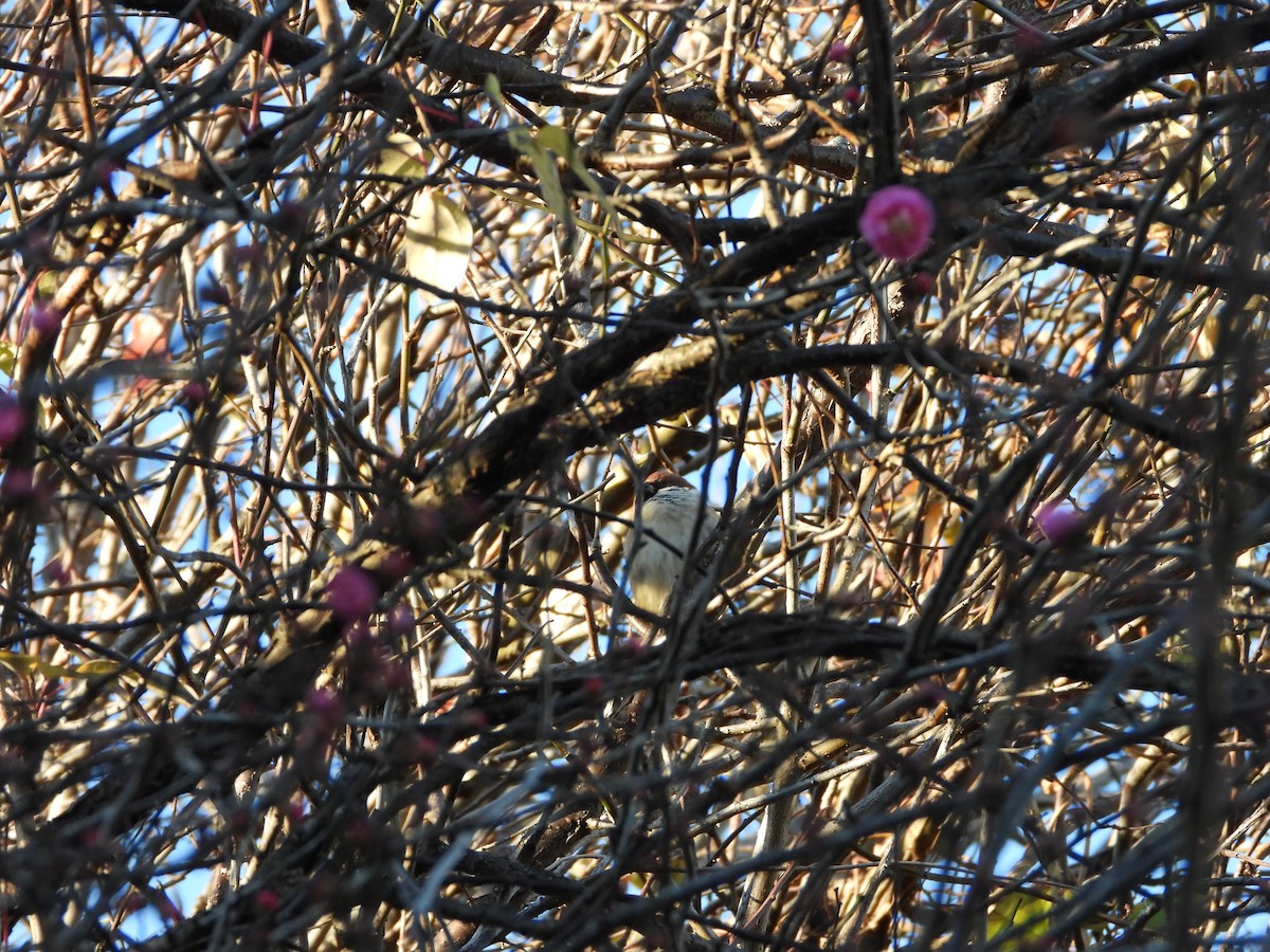 麻雀 - ML647684644