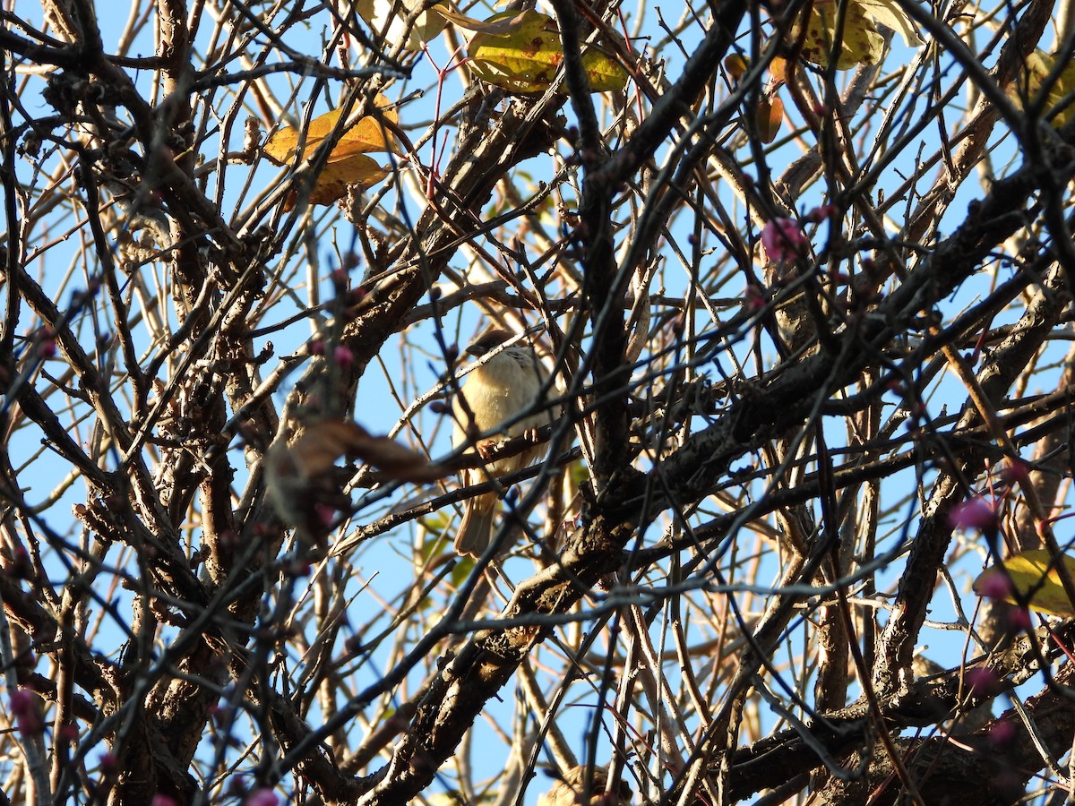 麻雀 - ML647684656