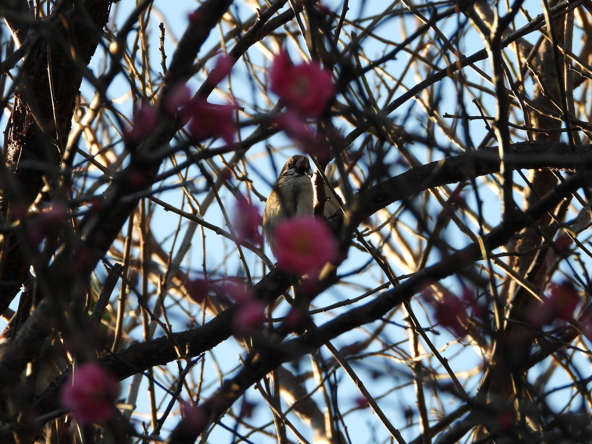 麻雀 - ML647684659