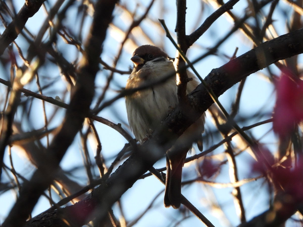 麻雀 - ML647684661