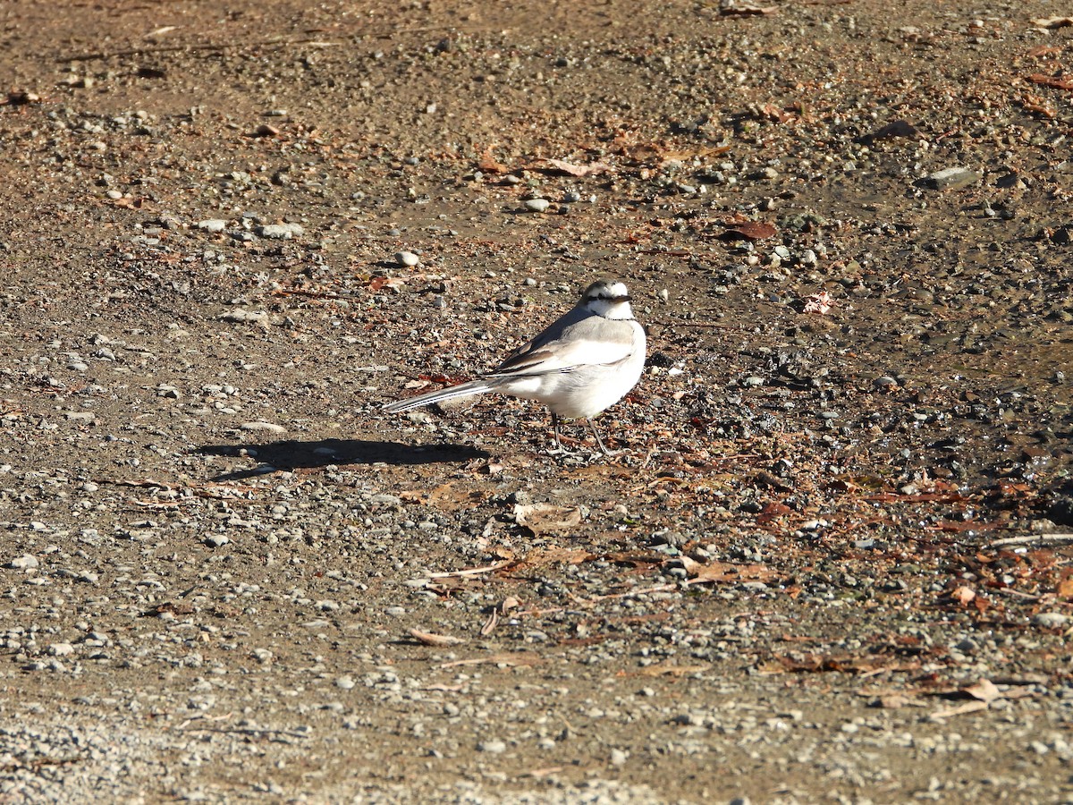 白鶺鴒 - ML647684666