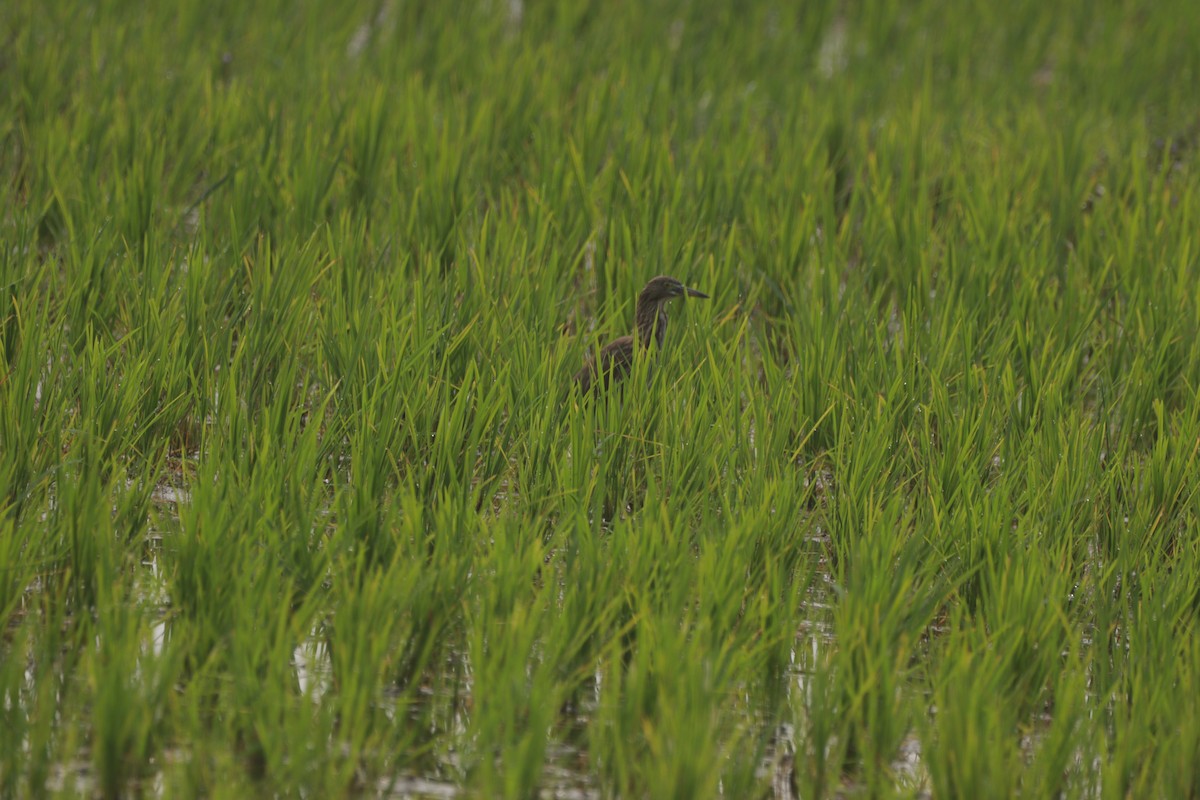 Indian Pond-Heron - ML647684670