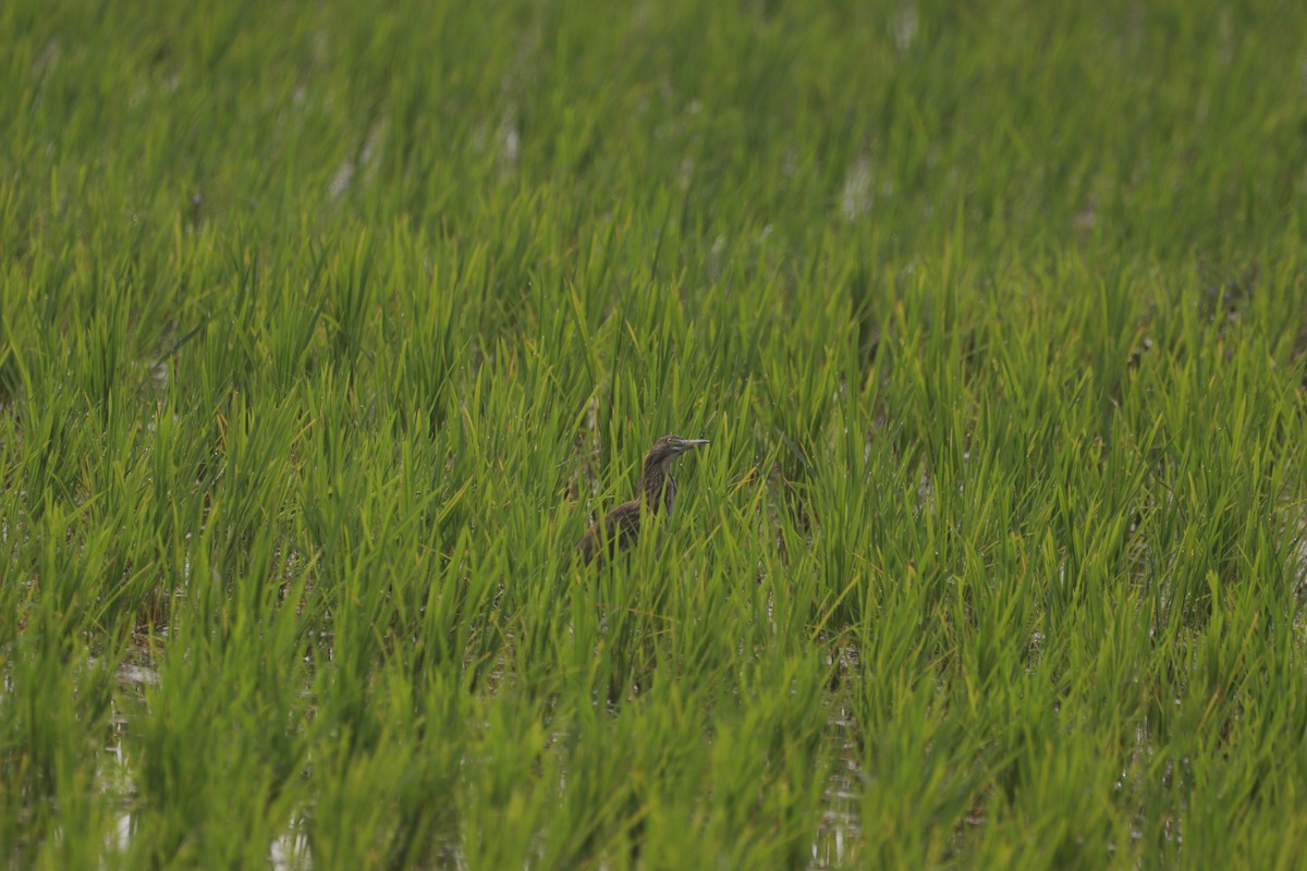 Indian Pond-Heron - ML647684671