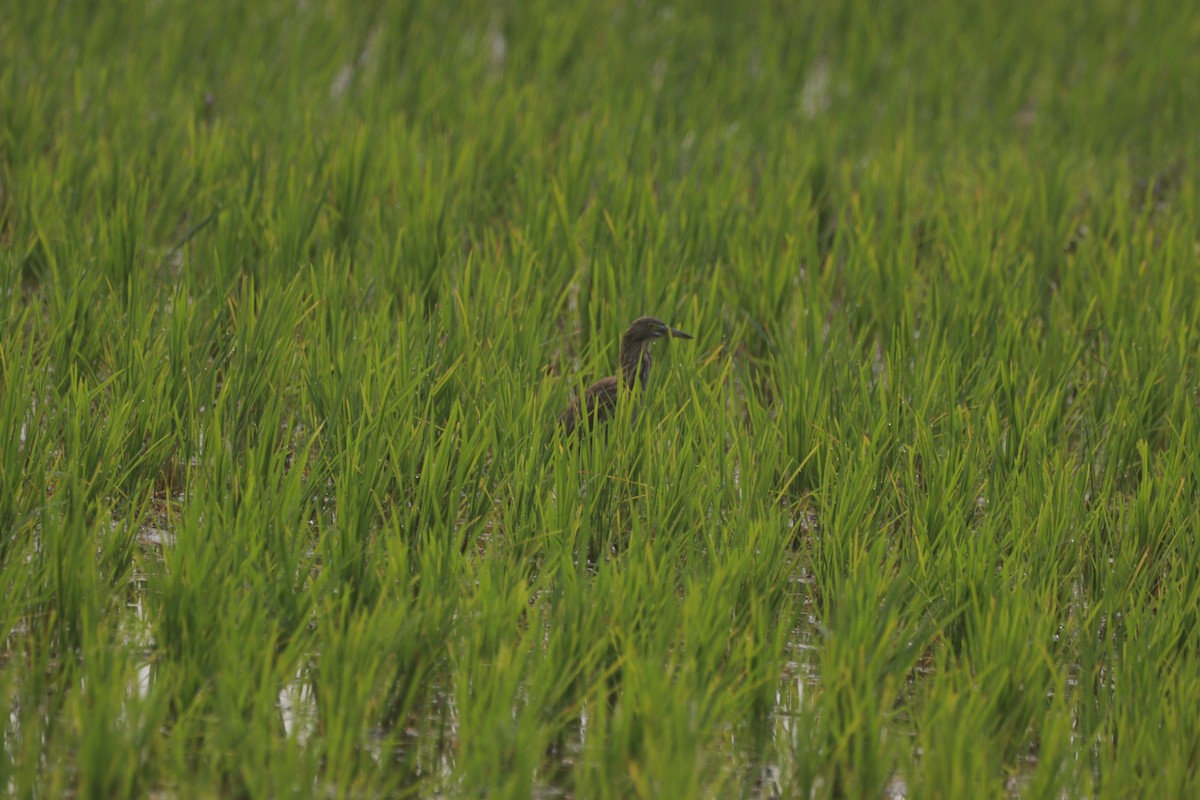 Indian Pond-Heron - ML647684672