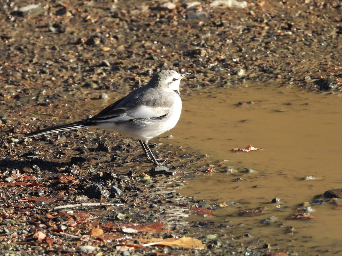 白鶺鴒 - ML647684673