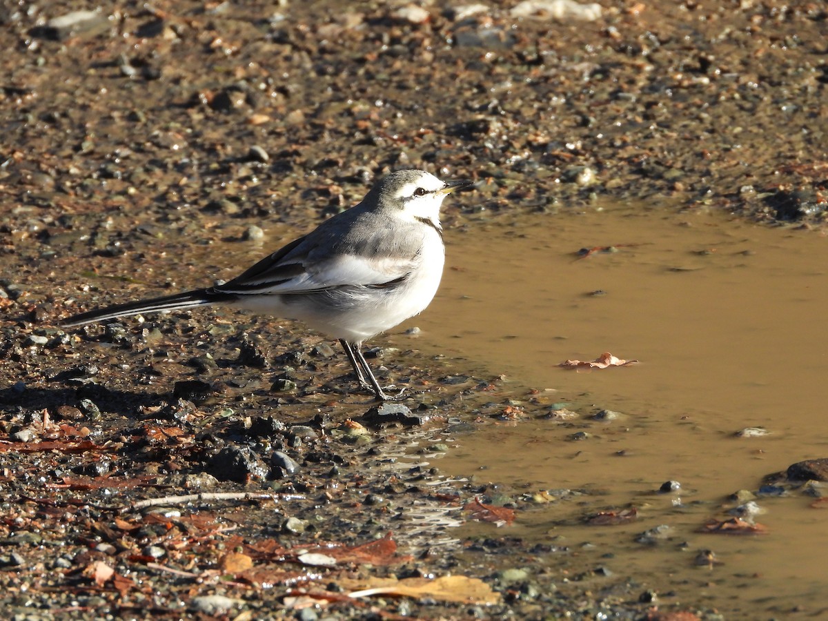 白鶺鴒 - ML647684679