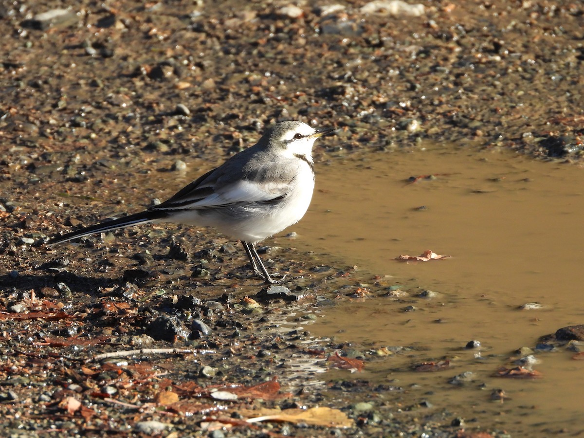 白鶺鴒 - ML647684683