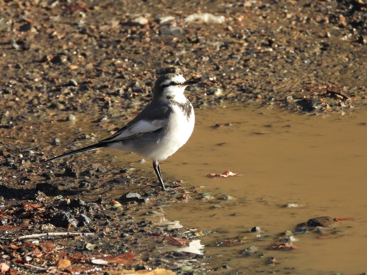 白鶺鴒 - ML647684685