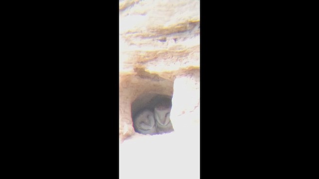 American Barn Owl - ML647684690