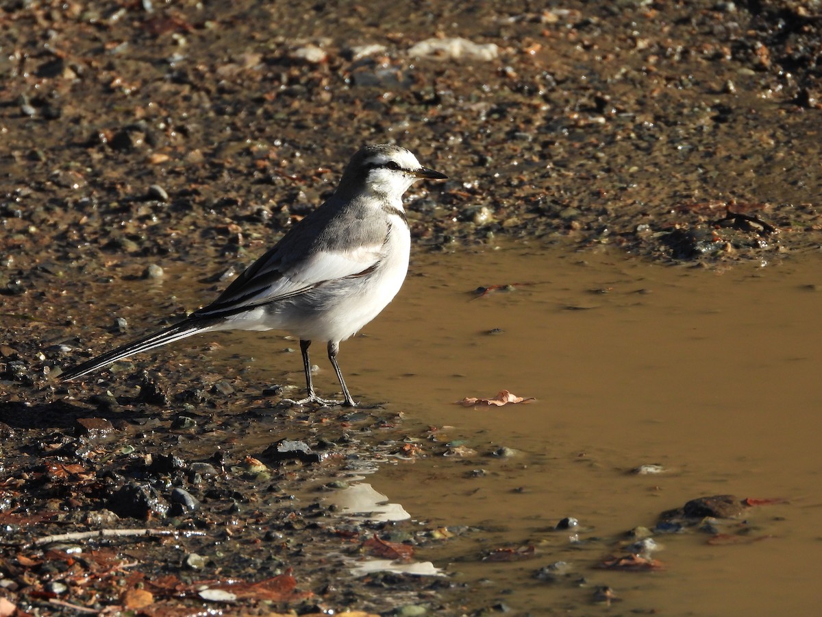 白鶺鴒 - ML647684691