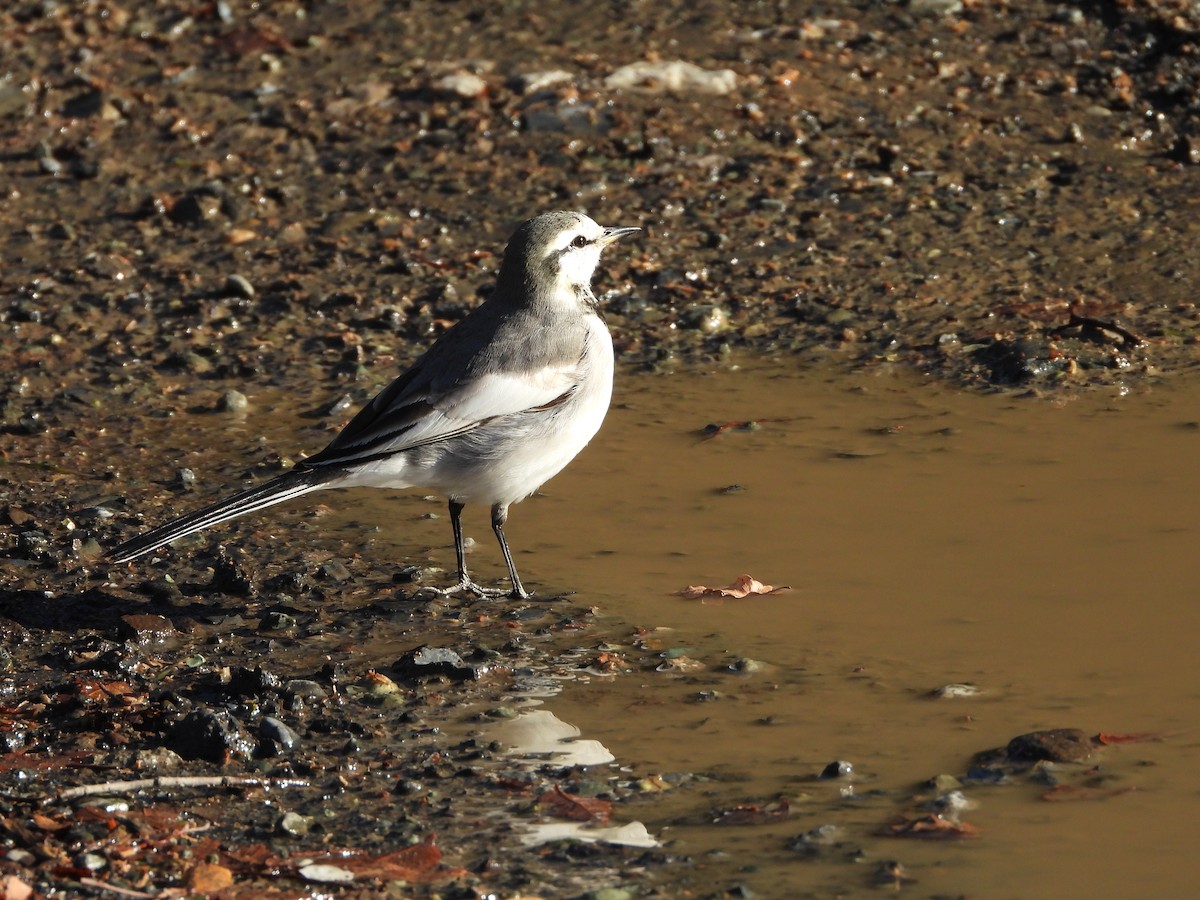 白鶺鴒 - ML647684693