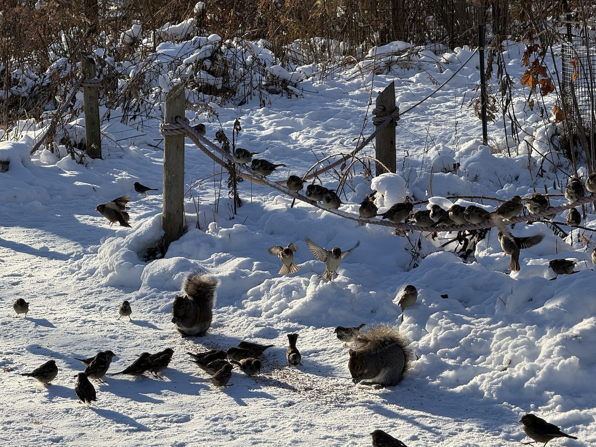 דרור הבית - ML647684697