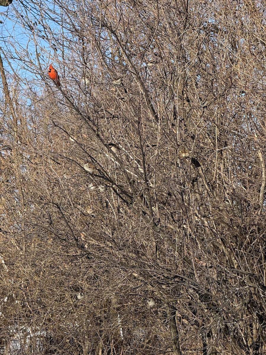 דרור הבית - ML647684698