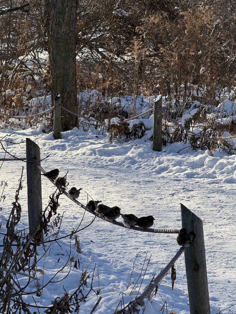 דרור הבית - ML647684699