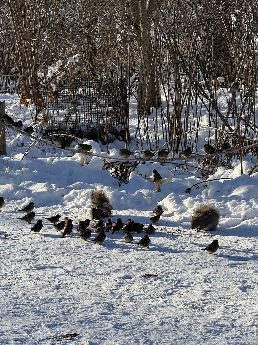 דרור הבית - ML647684700