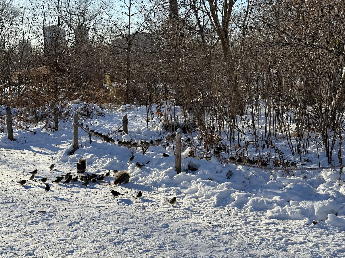 דרור הבית - ML647684701