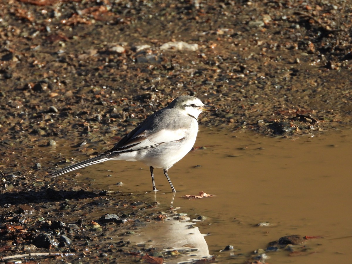 白鶺鴒 - ML647684703