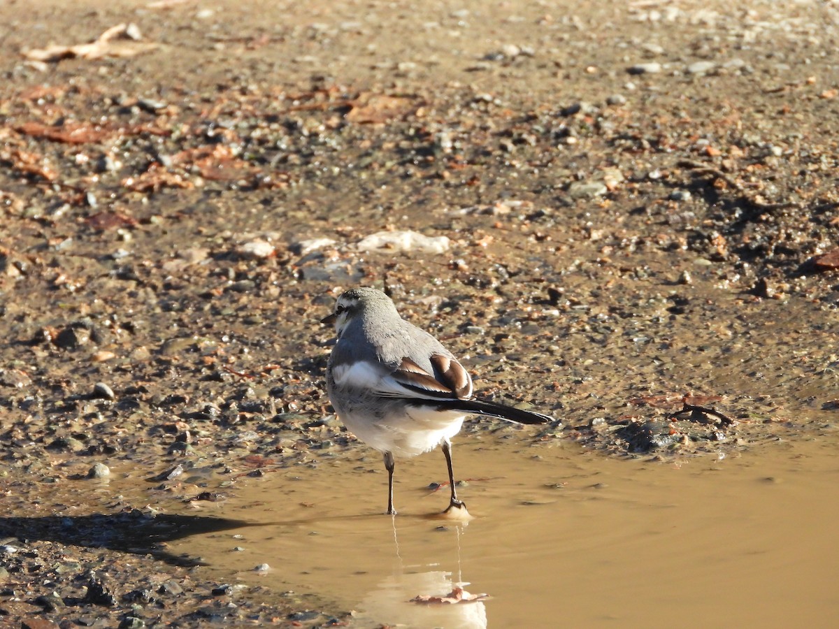 白鶺鴒 - ML647684706