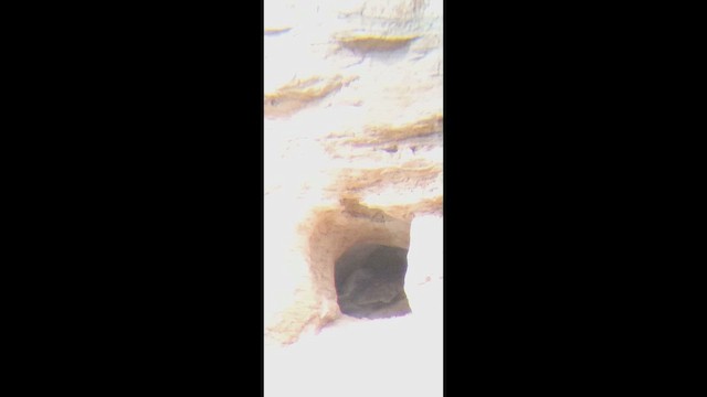 American Barn Owl - ML647684713