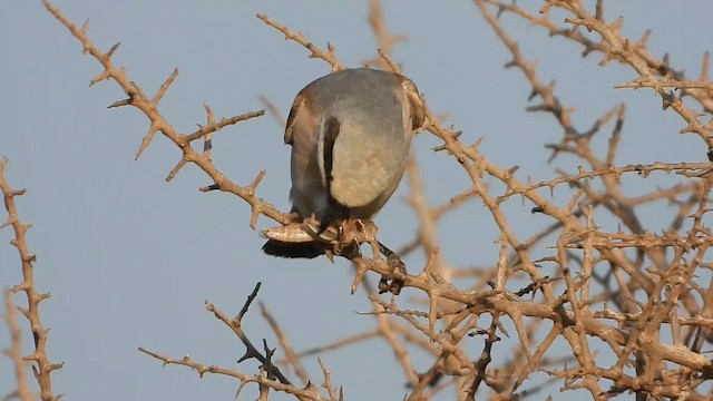 Обыкновенный жулан - ML647684714