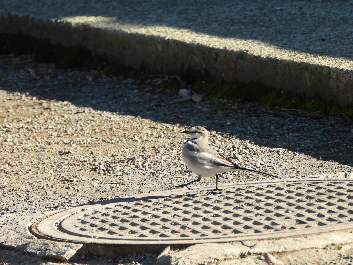 白鶺鴒 - ML647684715