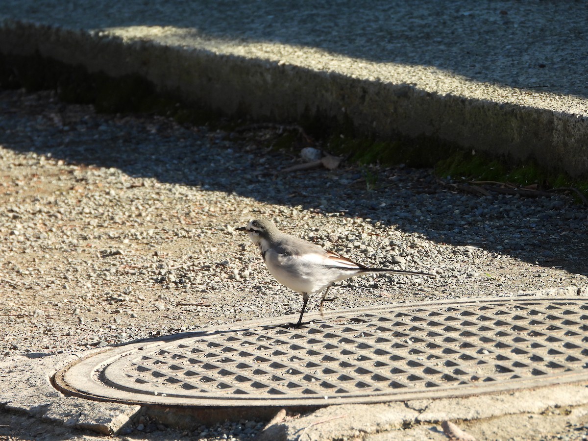 白鶺鴒 - ML647684723