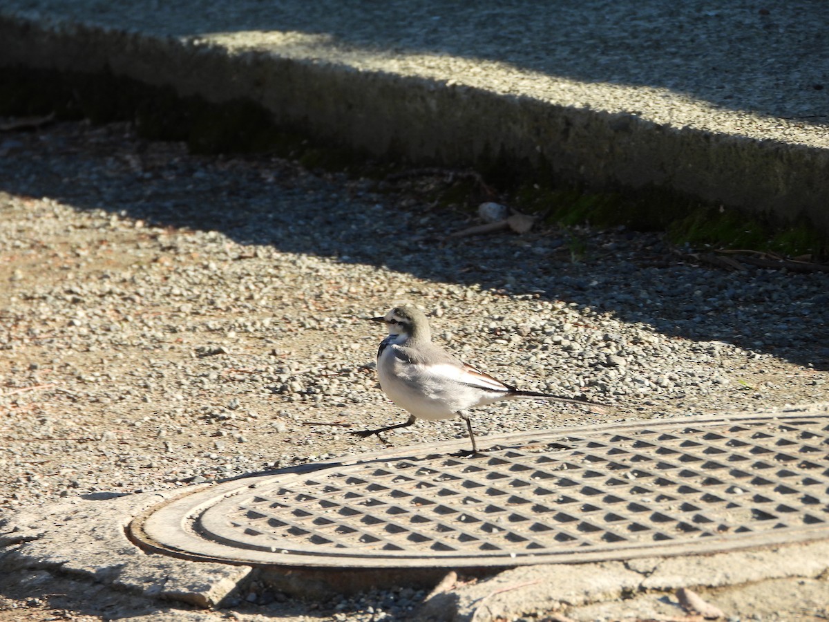 白鶺鴒 - ML647684726