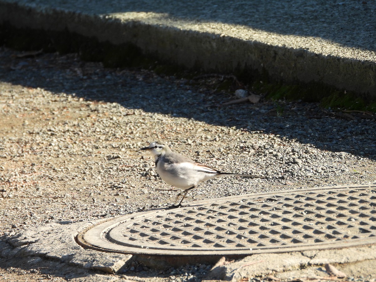 白鶺鴒 - ML647684744