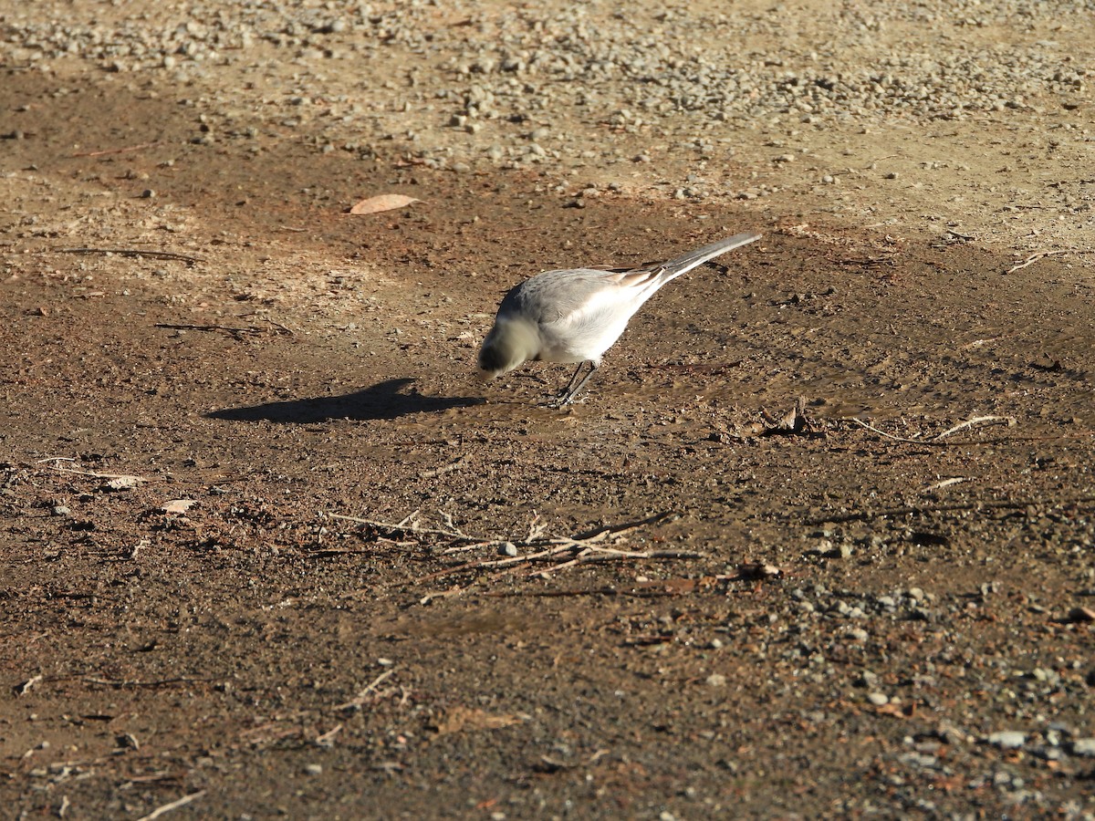 白鶺鴒 - ML647684745