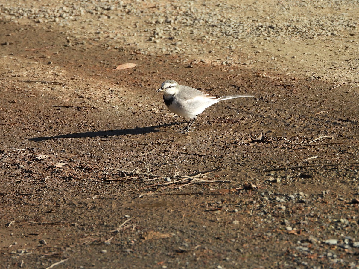 白鶺鴒 - ML647684750