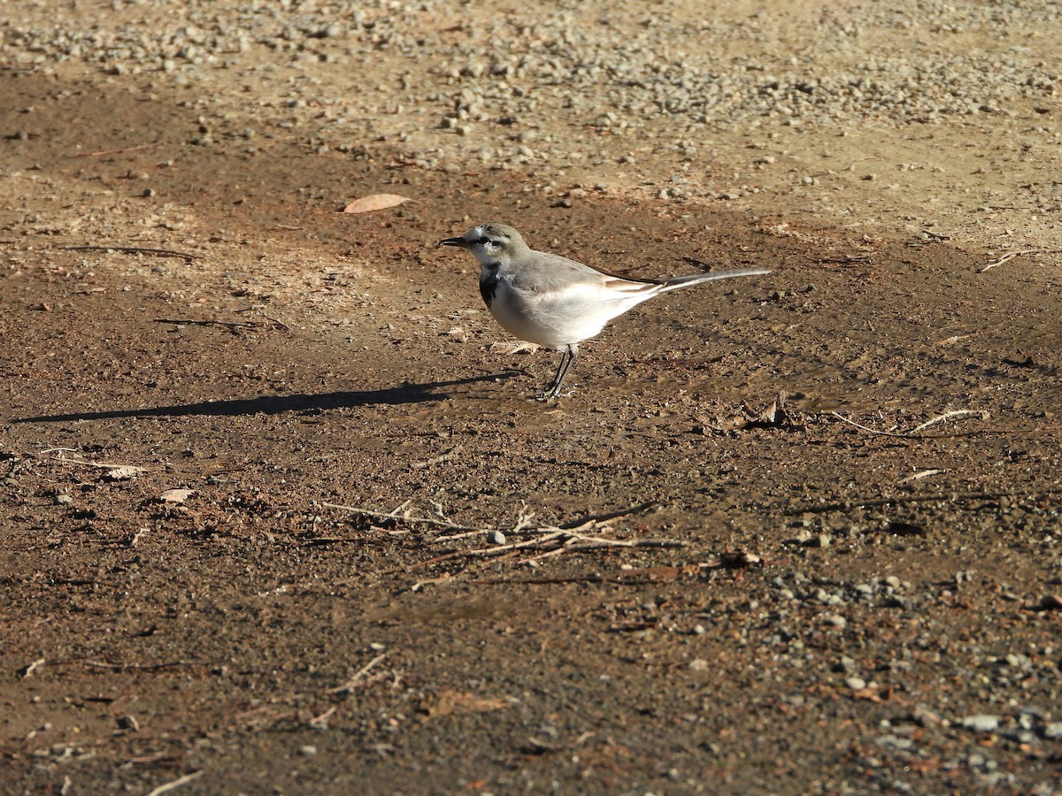 白鶺鴒 - ML647684754