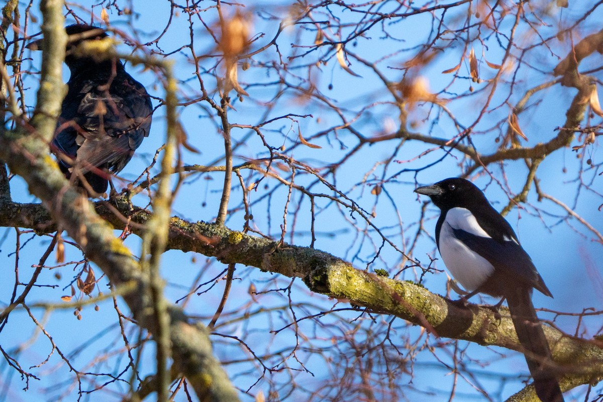 עורב אירופי - ML647684758