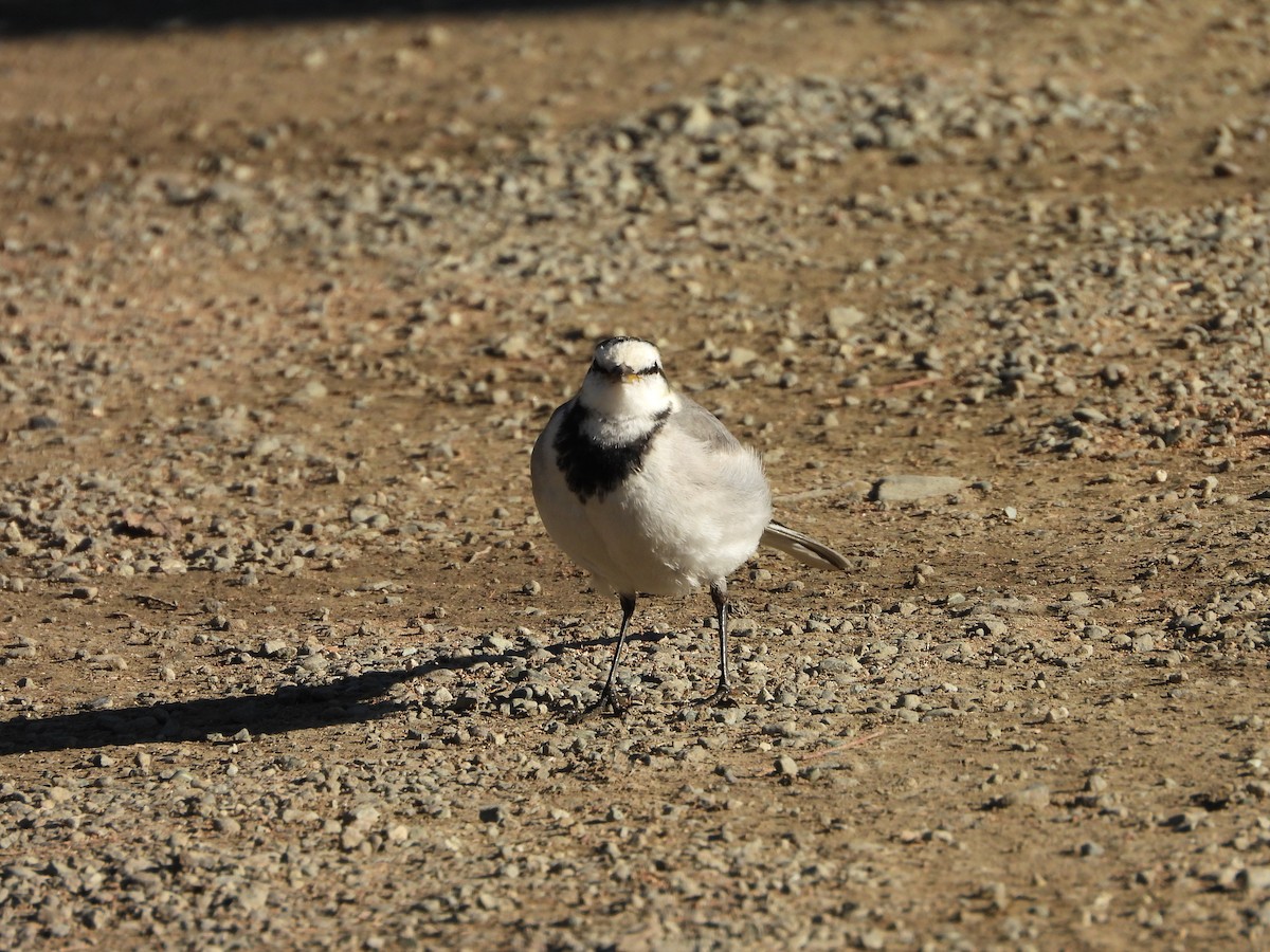 נחליאלי לבן - ML647684759