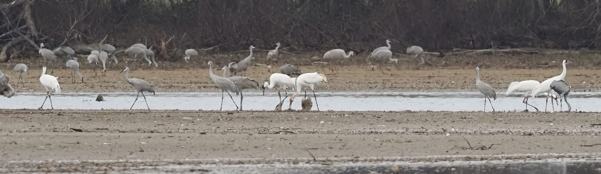 Whooping Crane - ML647684760