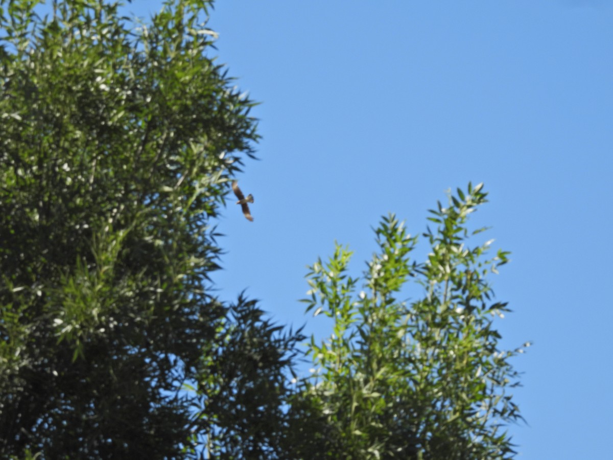 Chimango Caracara - ML647684762