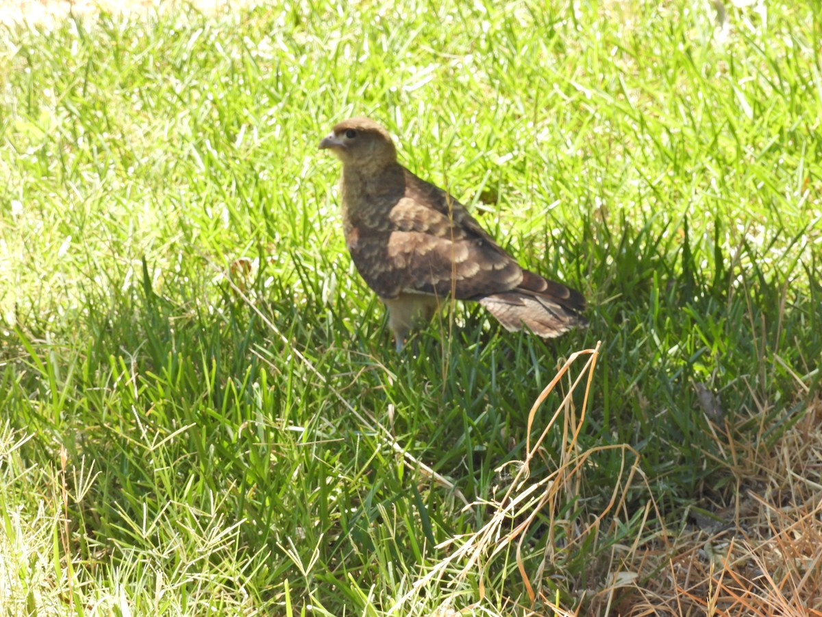 Chimango Caracara - ML647684763