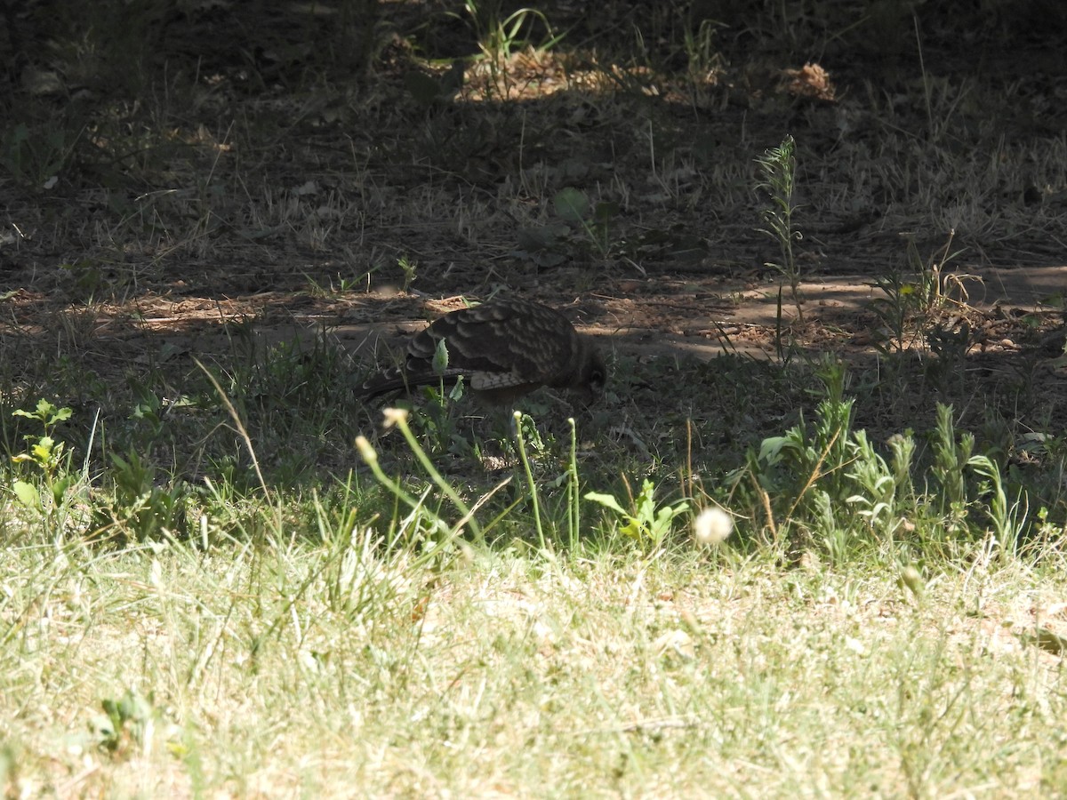 Chimango Caracara - ML647684764