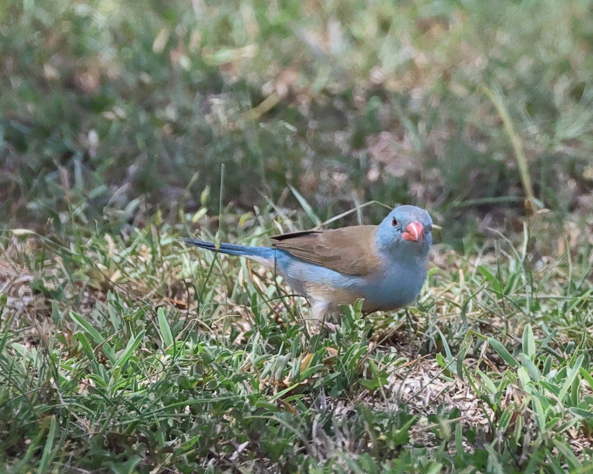 Blue-capped Cordonbleu - ML647684767