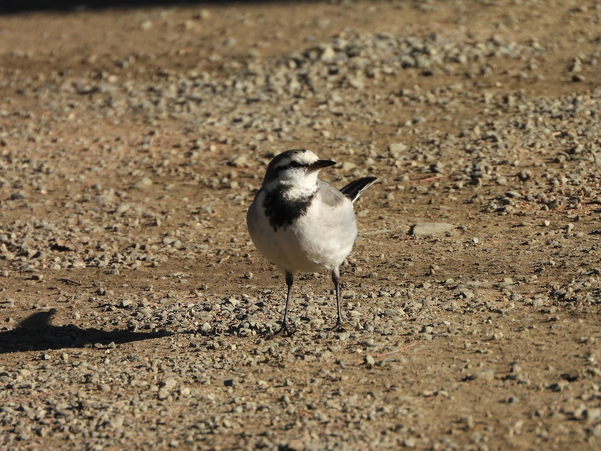 נחליאלי לבן - ML647684768