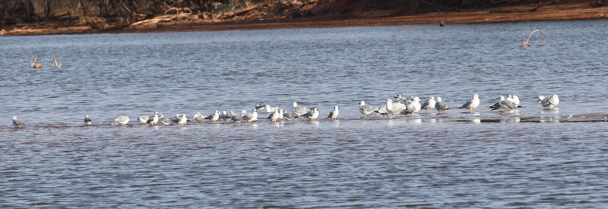 שחף עקוד-מקור - ML647684769