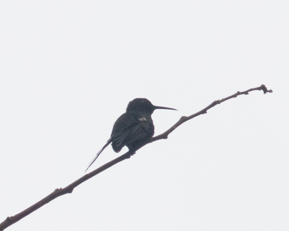 Swallow-tailed Hummingbird - ML647684770