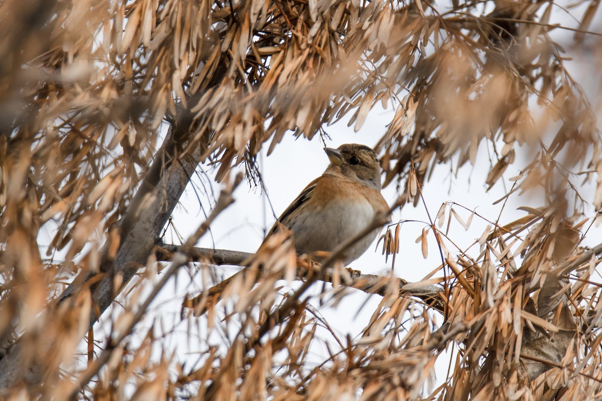 פרוש הרים - ML647684772