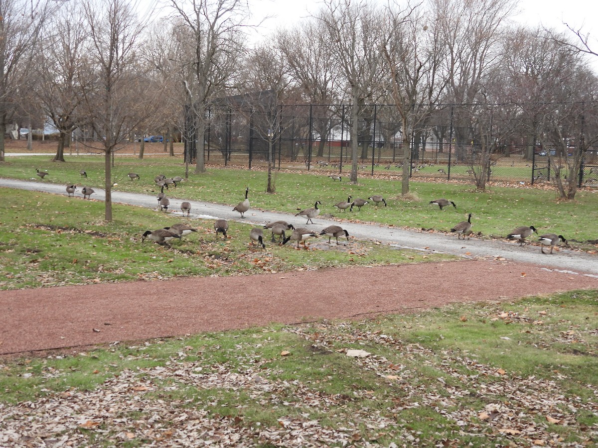 Canada Goose (moffitti/maxima) - ML647684775