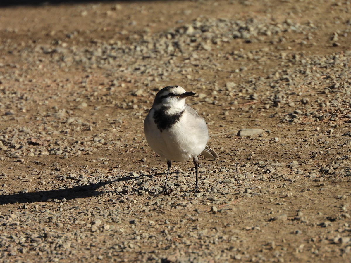 נחליאלי לבן - ML647684776