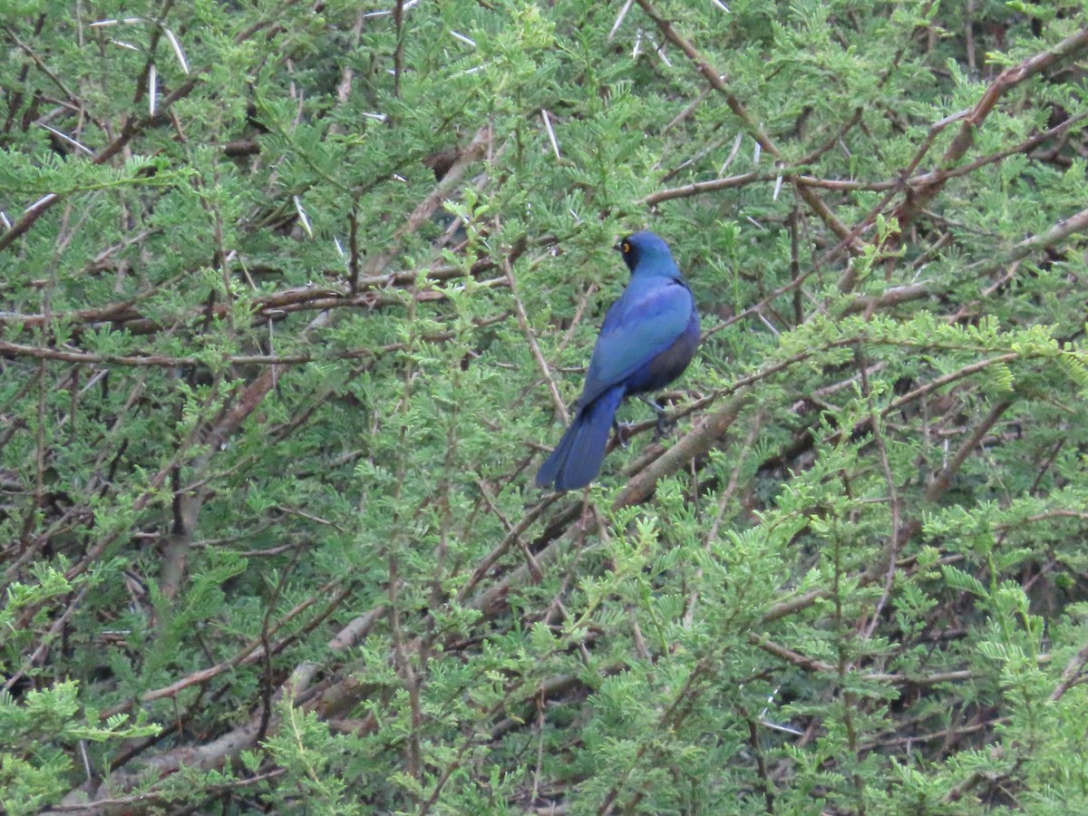 Black-bellied Starling - ML647684777