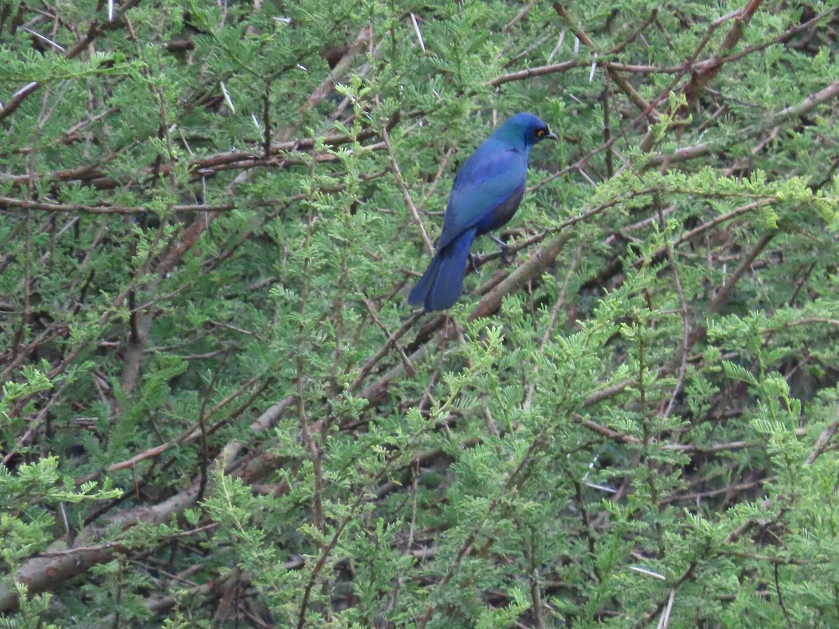 Black-bellied Starling - ML647684778