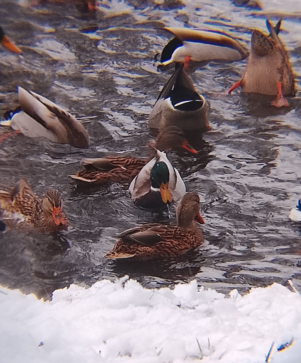 ברכיה - ML647684779