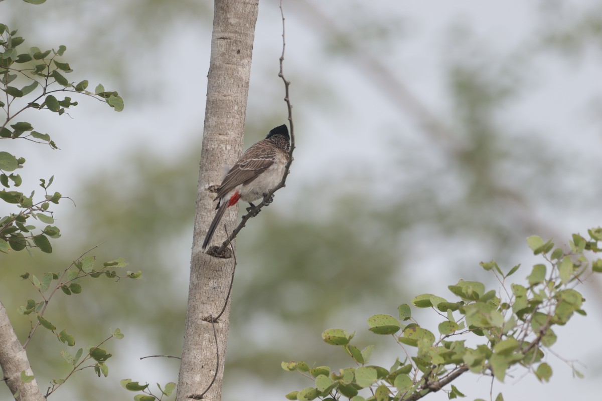 בולבול אדום-שת - ML647684782