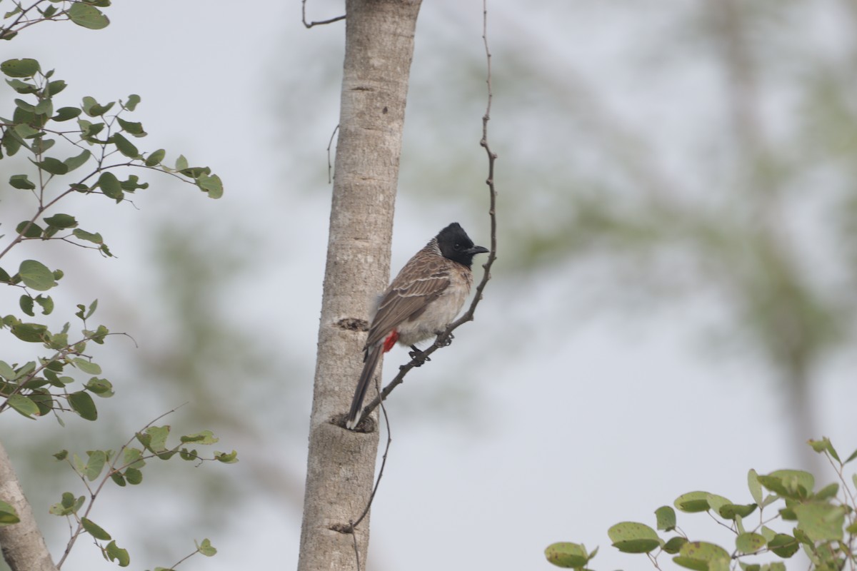 בולבול אדום-שת - ML647684783