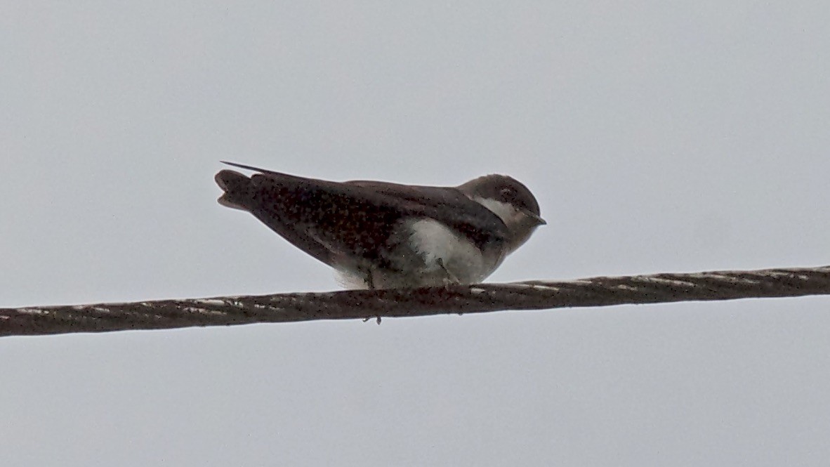 Blue-and-white Swallow - ML647684784